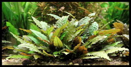 Live Aquarium Plants Cryptocoryne Wendtii Brown Bunch Crypt Fresh - £20.35 GBP