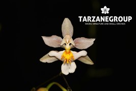 ONCIDIUM TSIKU MARQUERITE SMALL ORCHID POTTED - $37.00