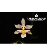 ONCIDIUM TSIKU MARQUERITE SMALL ORCHID POTTED - $37.00