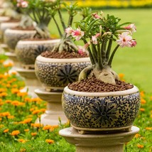 Exotic Adenium Flower Seeds Trio - Grow Your Own Arabicum Mix, Ideal for... - £6.33 GBP