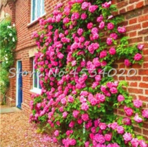 rare Exotic 200  pcs Lover Multi-Color Climbing Rose Plants,Rainbow Roses Bonsai - £3.58 GBP
