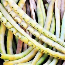 KKG Top Pick Cream Pea Cowpea Seeds White Field Pea Bean Fresh Fresh Garden - $7.89