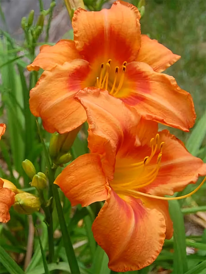 50 Orange Hemerocallis Flower Seeds for Garden - £14.37 GBP