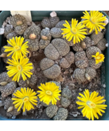 Lithops bromfieldii C042 Succulents Garden Plants 100 PCS Seeds - $230.55 MXN