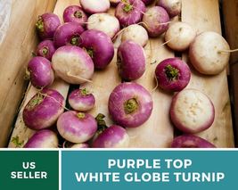 250 Turnip Purple Top Seeds Brassica rapa Heirloom Vegetable Open Pollinated - £12.59 GBP