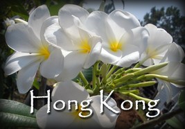 Free bonus + 3 White Hybrid fragrant Hong Kong Rare Exotic Plumeria cutt... - $19.95