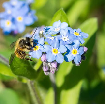 100 Forget Me Not Seeds Early Bloom Perennial Garden Beautiful USA Seller - $3.76