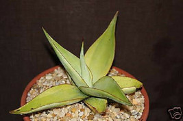 AGAVE GUIENGOLA lime marginata variegated rare succulent collection plant 4" pot - $16.99