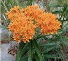 Butterfly Milkweed Seeds Organic NON GMO Open Pollinated 60+ - $6.99