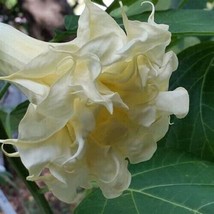 40 Seeds Dbl Bright Cream Angel Trumpet Flowers Seed Flower Quick Plant Heirloom - £6.61 GBP