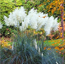 100  pcs Pampas Grass Patio and Garden Potted Ornamental Plants New Flowers (Pin - £4.78 GBP