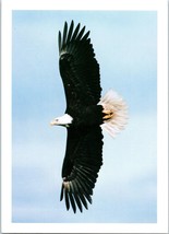 Bald Eagle Vancouver Island British Columbia Postcard - £5.49 GBP