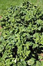 Spinach Bloomsdale Long Standing 25 Seeds Great For Salads Fresh Seeds G... - $3.38