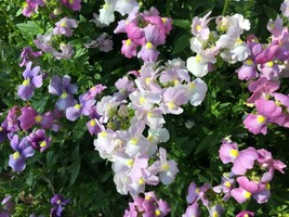 Easter Bonnet Flower Seeds Fresh For 2024 Over 150 Seedscape SnapdragonFrom US  - $8.35