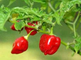 USA Hot Red Habanero Pepper Capsicum Chinense Vegetable 50 Seeds - £8.78 GBP