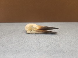 NK28 Collared Kingfisher (Todiramphus Chloris) Bird Skull Taxidermy - £30.96 GBP