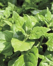 1 Gram (14 seeds) Spinach New Zealand Vegetable - £10.97 GBP