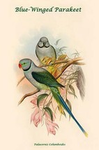 Palaeornis Columboides - Blue-Winged Parakeet by John Gould - Art Print - £17.29 GBP+