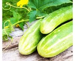 30 Double Yield Cucumber Seeds Heirloom Organic Fast Shipping - $8.99