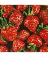 Quinalt Everbearing Strawberry 25 Bare Root Plants - Huge Fruit Size - $78.73 CAD