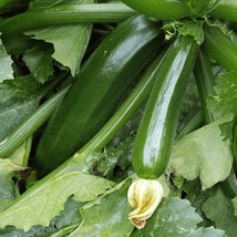 New Fresh Seeds Dark Green Zucchini Squash Seeds 20 Ct Summer Vegetable Garden F - £3.55 GBP