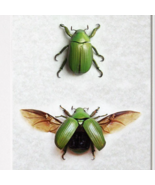 Leaf Scarab Chrysina Alphabarrerai Real Beetles Set Framed Entomology Shadowbox - €102,00 EUR