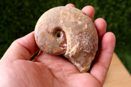 3 inch Manticoceras Goniatite Devonian fossils  Moroccan Fossils N37 - £20.10 GBP
