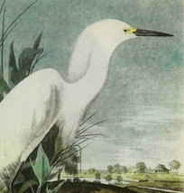 Snowy Egret Bird 1946 Color Plate Print John James Audubon Nature DWV2B - $39.99