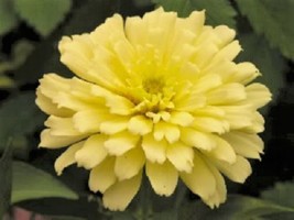 Semilir 245 Seeds Isabellina Zinnia Elegans Pastel Light Yellow Double Heirloom  - £7.62 GBP