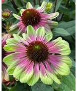 100 SEEDS PINK GREEN CONEFLOWER ECHINACEA PERENNIAL HEIRLOOM SEEDS QUICKLY TRANS - $8.35