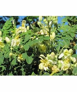 Organic Moringa Tree of Life Horseradish or Drumstick Tree Fresh Non-GMO... - $12.10 CAD