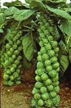 Brussel Sprout Seed, Catskill, Heirloom, Organic, Non Gmo, 100 Seeds, Sprouts - £3.88 GBP