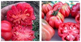 200 Seeds Tlacolula Pink Giant Tomato Seeds - International Ship - £14.17 GBP