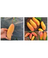Seedling Maha Chanook Mango mangifera Indica Tropical Live Fruit Tree - $99.82 CAD