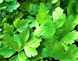 JGBOS Sell Plain Italian Parsley Seeds 300 Seeds Nongmo 4 Get - £7.08 GBP