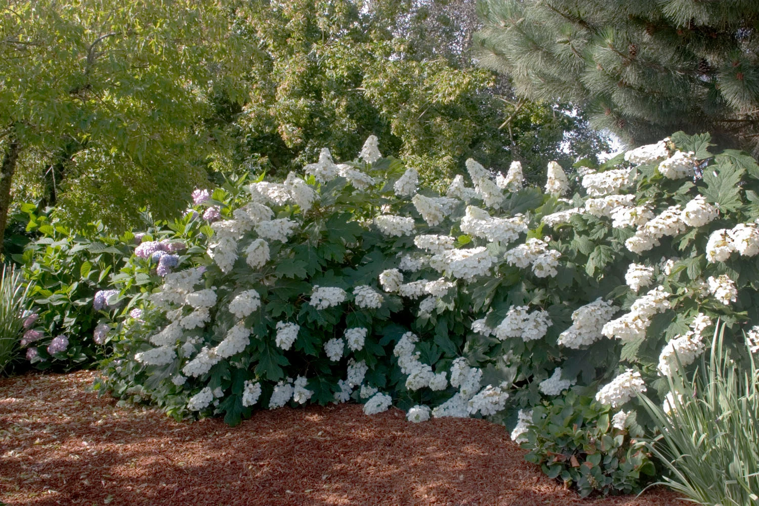 OAKLEAF HYDRANGEA 4" POT image 4
