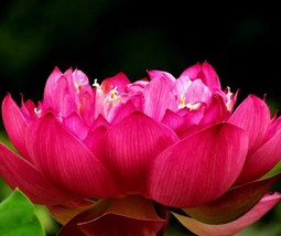 1 &#39;Empress Wu&#39; Red Lotus Flower Seeds for Garden - $10.00