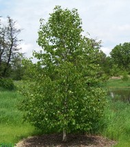 AW Japanese White Birch Betula Platyphylla Japonica Whitespire Tree Seed... - $9.45