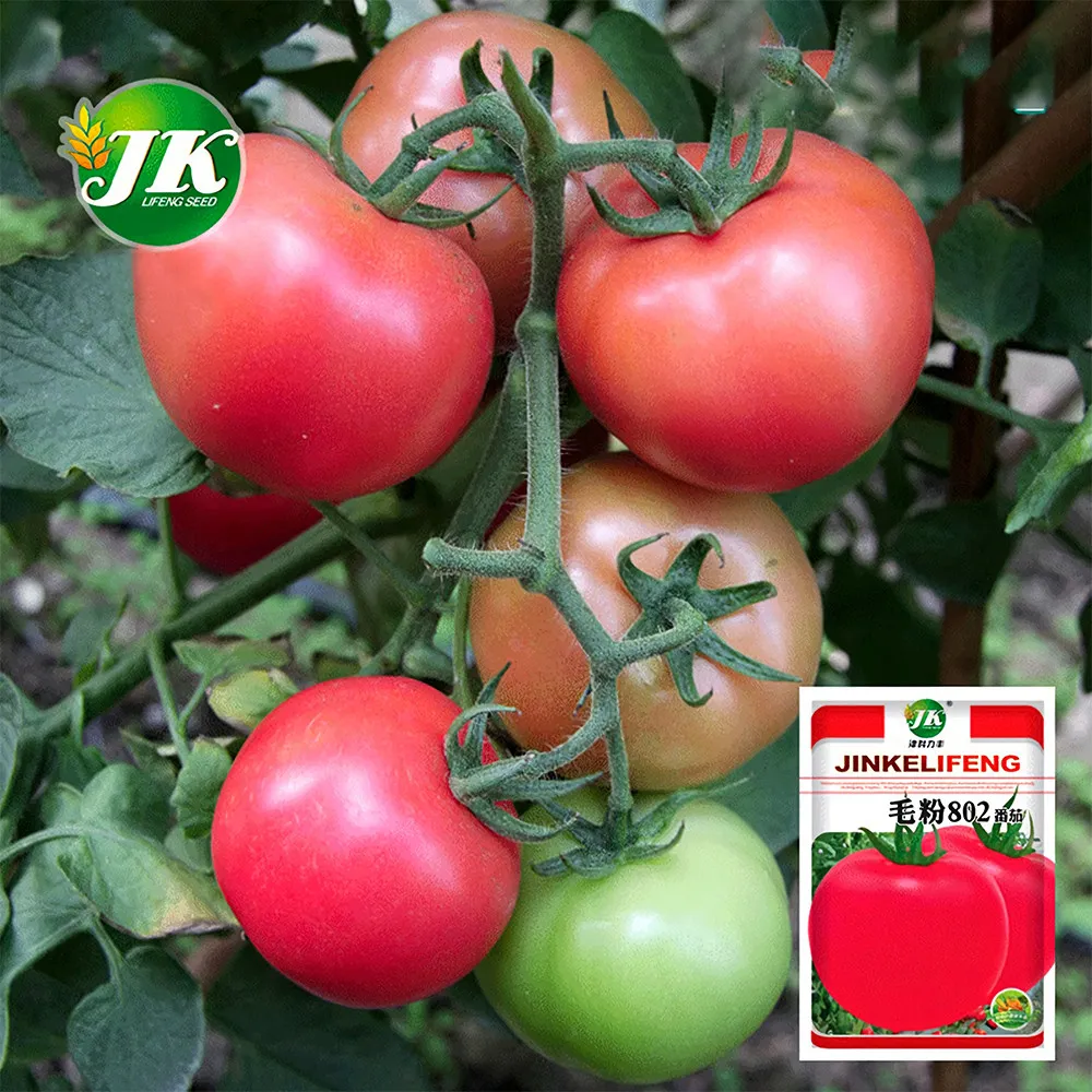 5 Bags (200 Seeds / Bag) Fluffy Pink Tomatoes - ZZ-1666 - £22.28 GBP