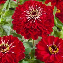 Zinnia Seeds Zinnia Elegans Meteor Flower Seed 1000 Seeds Fresh Seeds Fast Shipp - $16.53