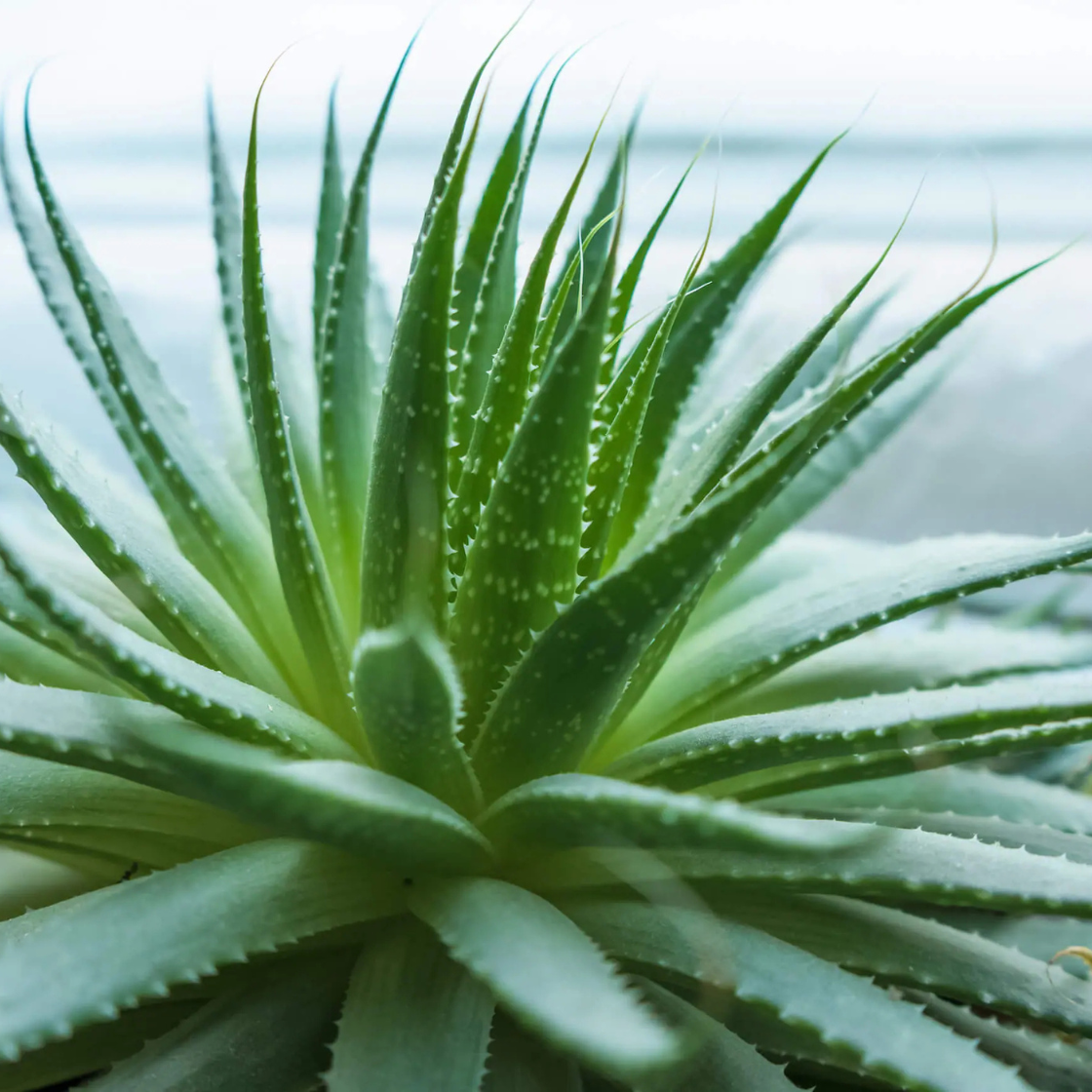 Charming Aloe Mix - 500 Seeds Item image 2
