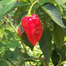 Ghost Pepper Bhut Jolokia 20 seeds - €12,86 EUR