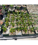 PSA Exotic Pachypodium Lamerei Var Ramosum A Botanical Rarity Fast Growing - $922.43 MXN