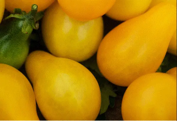 Tomato Yellow Pear Plum Preserves Low Acid 25 30 Organic Seeds Nongmo Heirloom G - £5.13 GBP