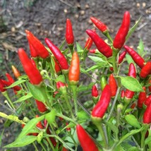Rare Prik Kariang Seeds (10) - Grow Your Own Karen Chili Thai Peppers, Perfect f - £5.19 GBP