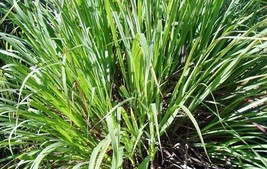 Cymbopogon Martini Indian Geranium Palmarosa Gingergrass 50 Seeds - $7.99