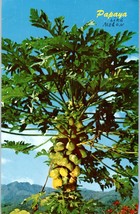 Papaya Tree Hawaii Postcard - £5.31 GBP