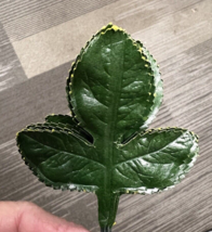 Vintage Tripoint Green Thick Fabric Millinery Corsage Leaves 12PC 2 1/4 ... - $9.41