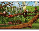Moss Covered Oaks Audobon Park New Orleans LA UNP Linen Postcard Y6 - £2.33 GBP
