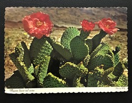 1950&#39;s Die-Cut Postcard - Cactus Flowers - £2.82 GBP